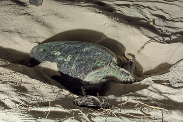 Image showing Turtle Nesting