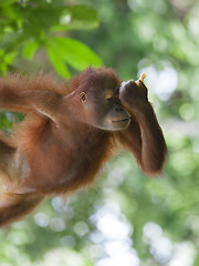 Image showing Borneo Orangutan