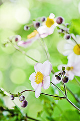 Image showing Japanese Anemone flowers in the garden, close up