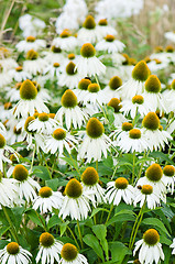 Image showing flowers medicinal herb echinacea purpurea or coneflower, close-u