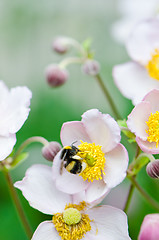 Image showing a bee collects pollen from flower, close-up