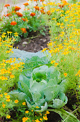 Image showing marigold flowers and other herbs, close-up  