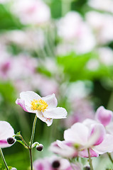 Image showing Japanese Anemone flowers in the garden, close up