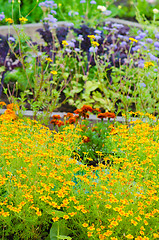 Image showing marigold flowers and other herbs, close-up  