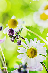 Image showing Summer backgrounds. Beautiful gentle Chamomile, close-up