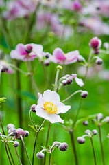 Image showing Japanese Anemone flowers in the garden, close up