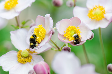 Image showing a bee collects pollen from flower, close-up