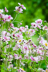 Image showing Japanese Anemone flowers in the garden, close up