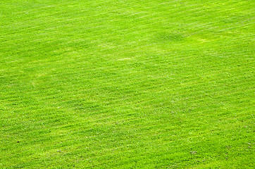 Image showing trimmed green lawn, a background
