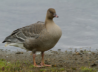 Image showing Pink-footed Goose