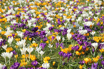 Image showing White, yellow and purple crocusus