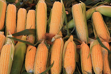 Image showing Fresh corn at a market