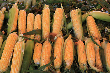 Image showing Fresh corn at a market