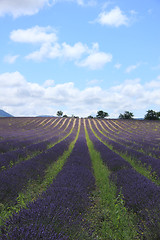 Image showing Lavender fields near Sault, France