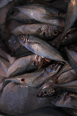 Image showing Fresh pilchards at a market