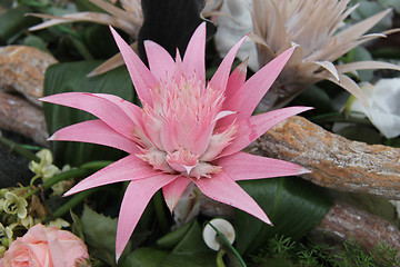 Image showing Pink bromelia in a flower arrangement