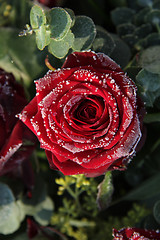 Image showing Frosted red rose