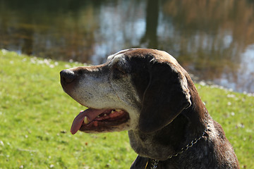 Image showing German shorthaired pointer, female