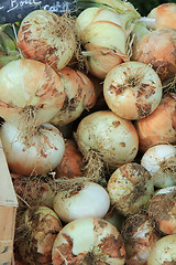 Image showing Onions