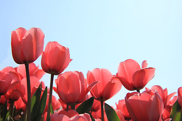 Image showing Pink tulips in backlight