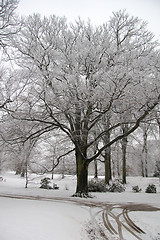 Image showing Winter forest