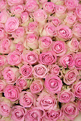 Image showing Pink roses in a group