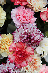 Image showing Pastel carnations