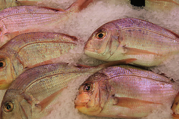 Image showing Gilt-head bream