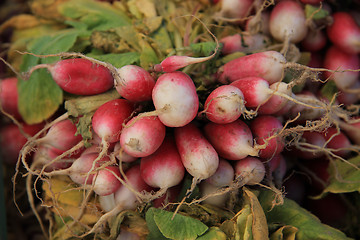 Image showing Radish