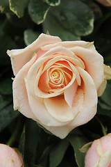 Image showing pale pink wedding roses