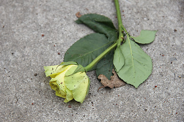 Image showing Mourning rose