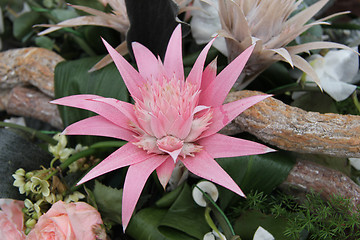 Image showing Pink bromelia in a flower arrangement