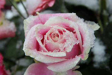 Image showing Pink rose, covered in snowflakes