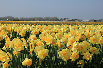 Image showing Yellow daffodils in a field