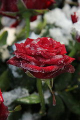 Image showing Frosted red rose