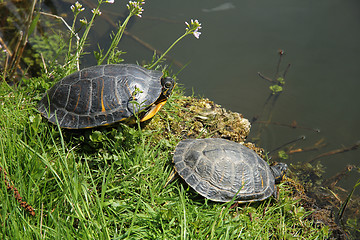 Image showing Two turtles near waterside