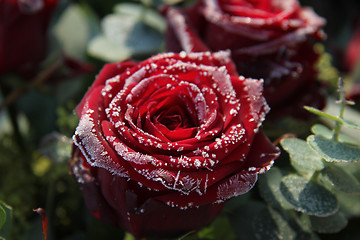 Image showing Frosted red rose