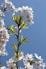 Image showing White cherry blossom