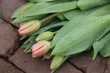 Image showing light pink tulips in the rain