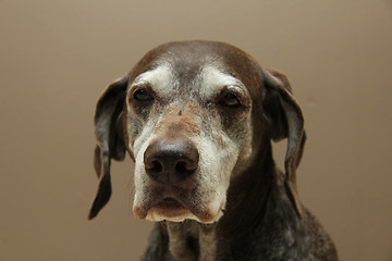 Image showing German shorthaired pointer, female