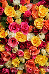 Image showing Multicolored roses