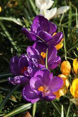 Image showing Purple crocusus in spring sunlight