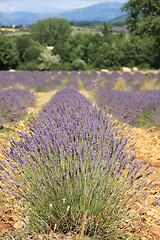 Image showing Lavender fields near Sault, France