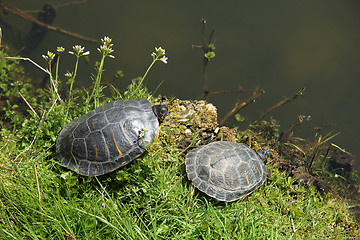 Image showing Two turtles near waterside