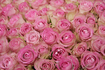 Image showing Pink roses in a group