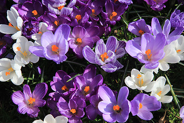 Image showing purple and white crocuses in a field