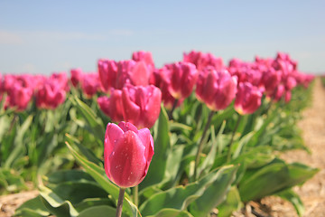 Image showing purple pink tulips in the sunlight