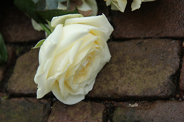 Image showing Mourning rose