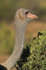 Image showing Ostrich neck