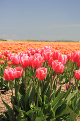 Image showing Pink tulips growing on a fiield